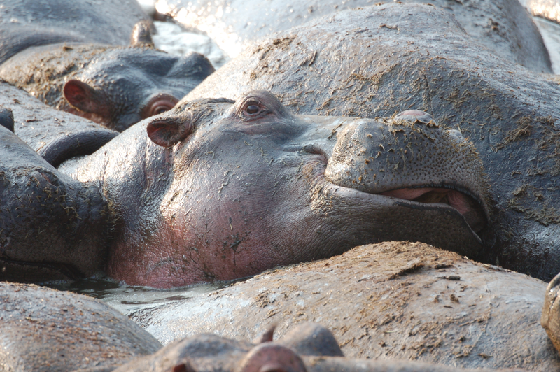 Illustration for article titled Out of Africa. Hungry Hungry Hippos.